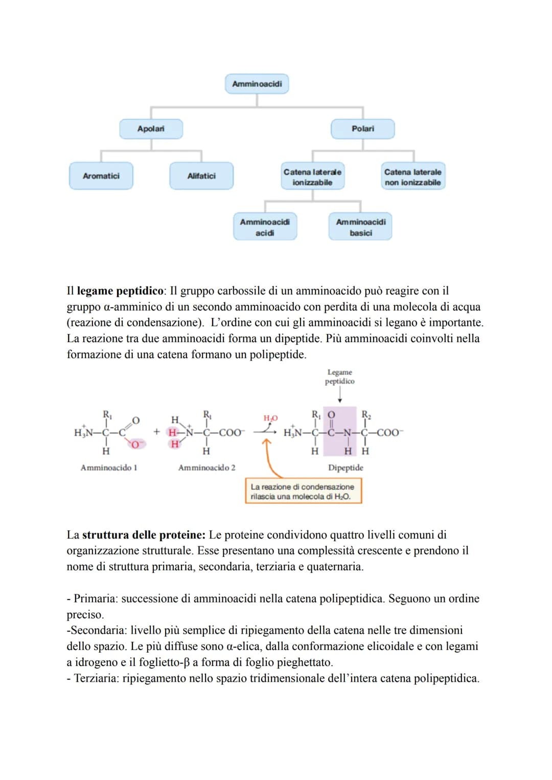 Biochimica
La biochimica si occupa dei viventi, comprende lo studio delle biomolecole, la
loro organizzazione, le interazioni e le trasforma