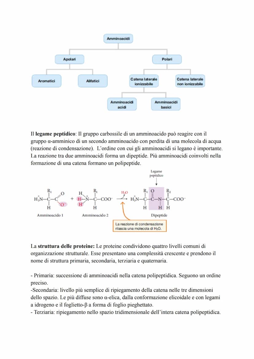 Biochimica
La biochimica si occupa dei viventi, comprende lo studio delle biomolecole, la
loro organizzazione, le interazioni e le trasforma