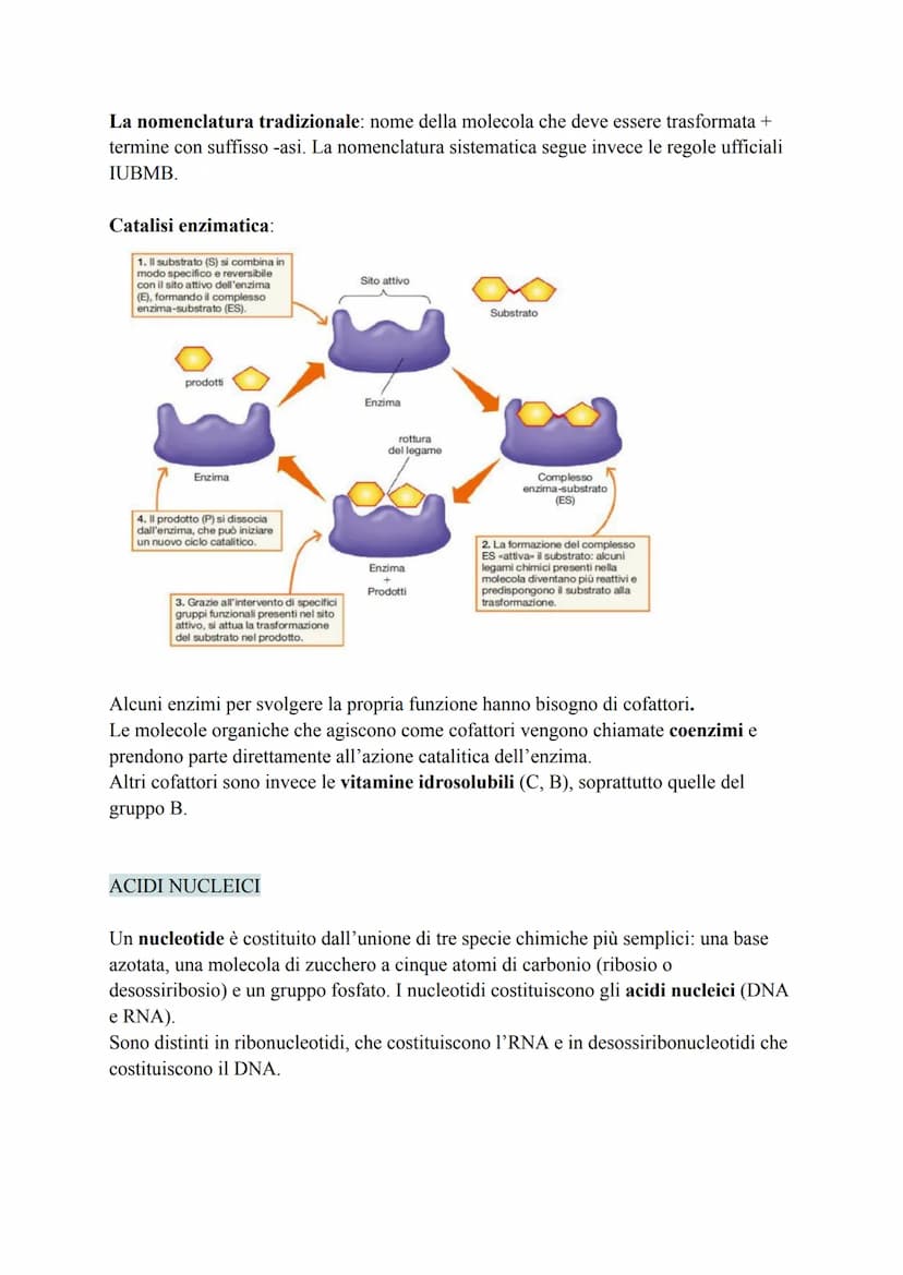 Biochimica
La biochimica si occupa dei viventi, comprende lo studio delle biomolecole, la
loro organizzazione, le interazioni e le trasforma