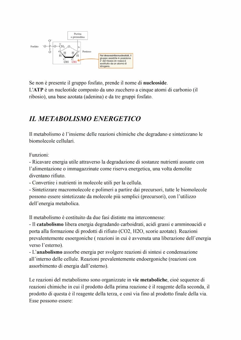 Biochimica
La biochimica si occupa dei viventi, comprende lo studio delle biomolecole, la
loro organizzazione, le interazioni e le trasforma