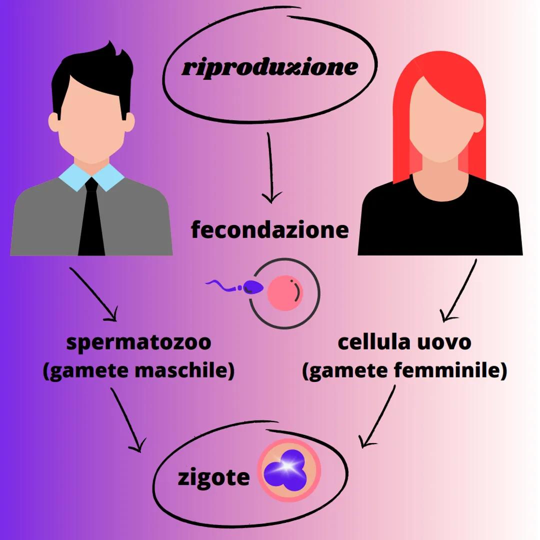 - riproduzione
- fecondazione
- spermatozoo
  (gamete maschile)
- cellula uovo
  (gamete femminile)
- zigote spermatozoo
(gameta maturo)

ac