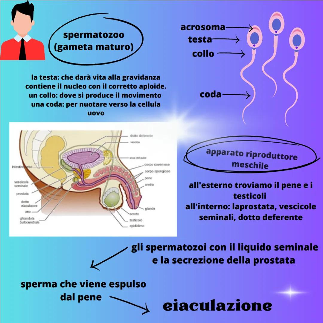 - riproduzione
- fecondazione
- spermatozoo
  (gamete maschile)
- cellula uovo
  (gamete femminile)
- zigote spermatozoo
(gameta maturo)

ac