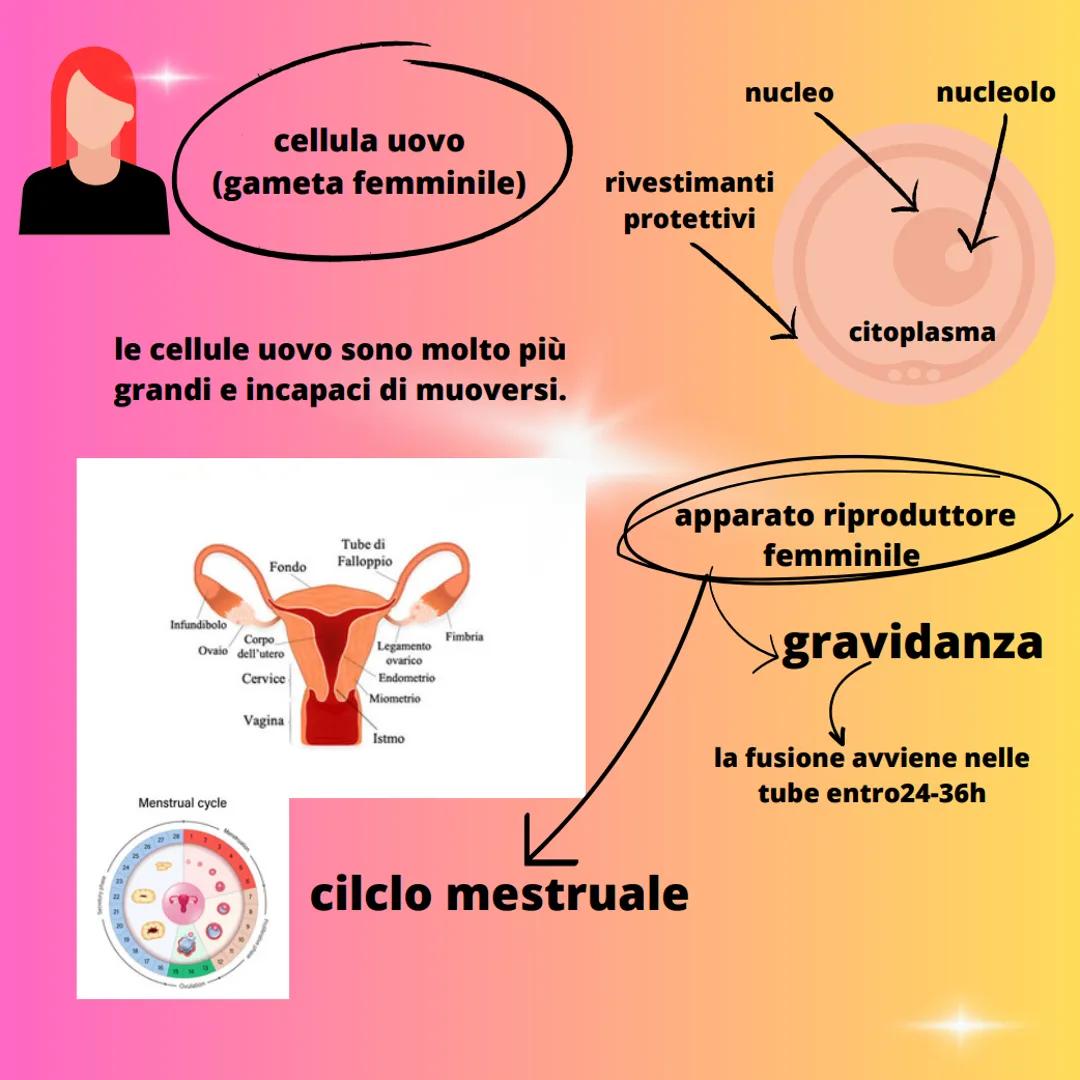 - riproduzione
- fecondazione
- spermatozoo
  (gamete maschile)
- cellula uovo
  (gamete femminile)
- zigote spermatozoo
(gameta maturo)

ac
