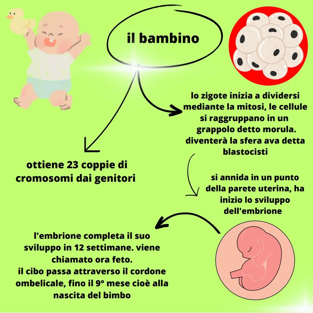 - riproduzione
- fecondazione
- spermatozoo
  (gamete maschile)
- cellula uovo
  (gamete femminile)
- zigote spermatozoo
(gameta maturo)

ac