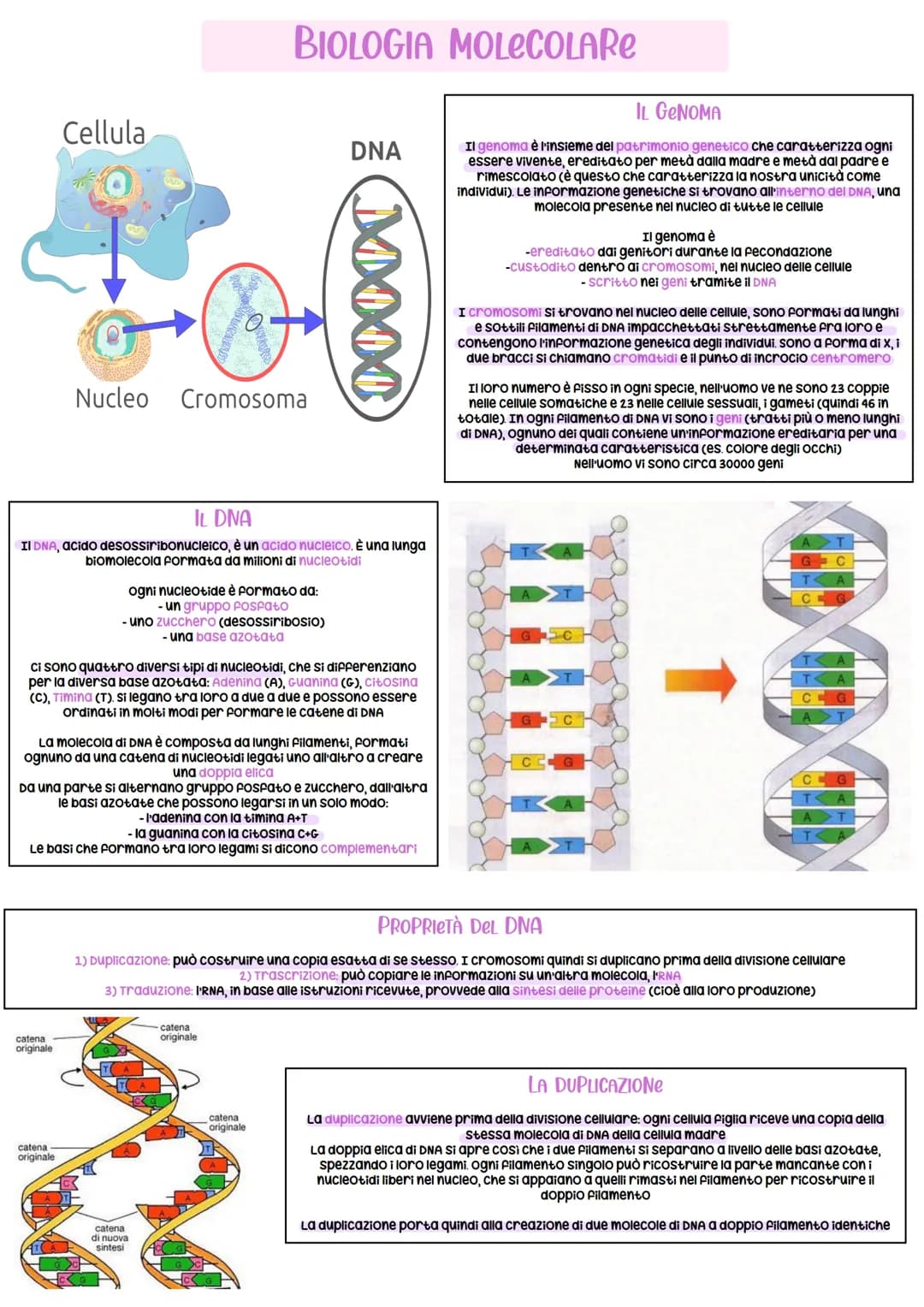 Cellula
Nucleo Cromosoma
catena
originale
IL DNA
II DNA, acido desossiribonucleico, è un acido nucleico. È una lunga
biomolecola formata da 