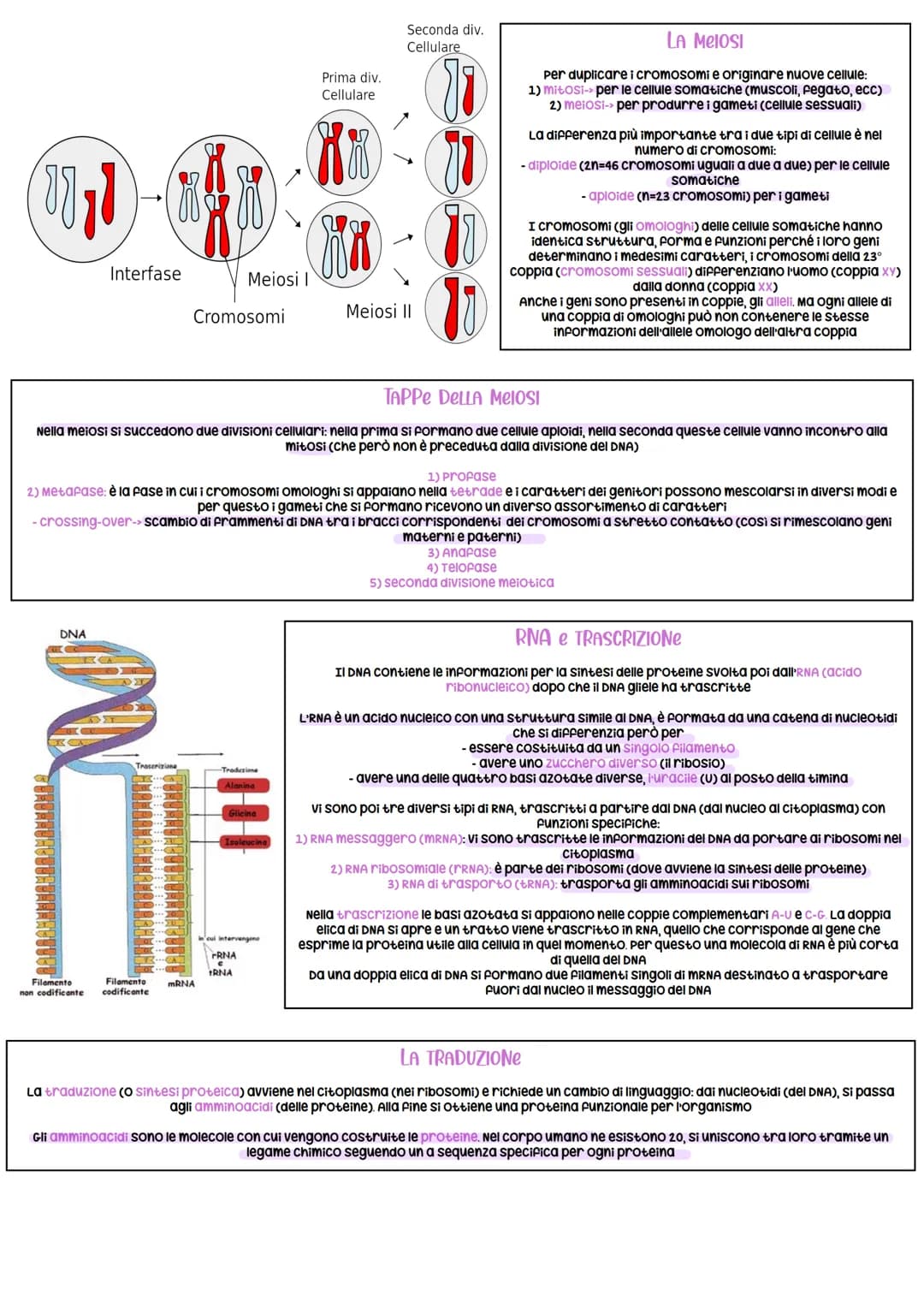 Cellula
Nucleo Cromosoma
catena
originale
IL DNA
II DNA, acido desossiribonucleico, è un acido nucleico. È una lunga
biomolecola formata da 