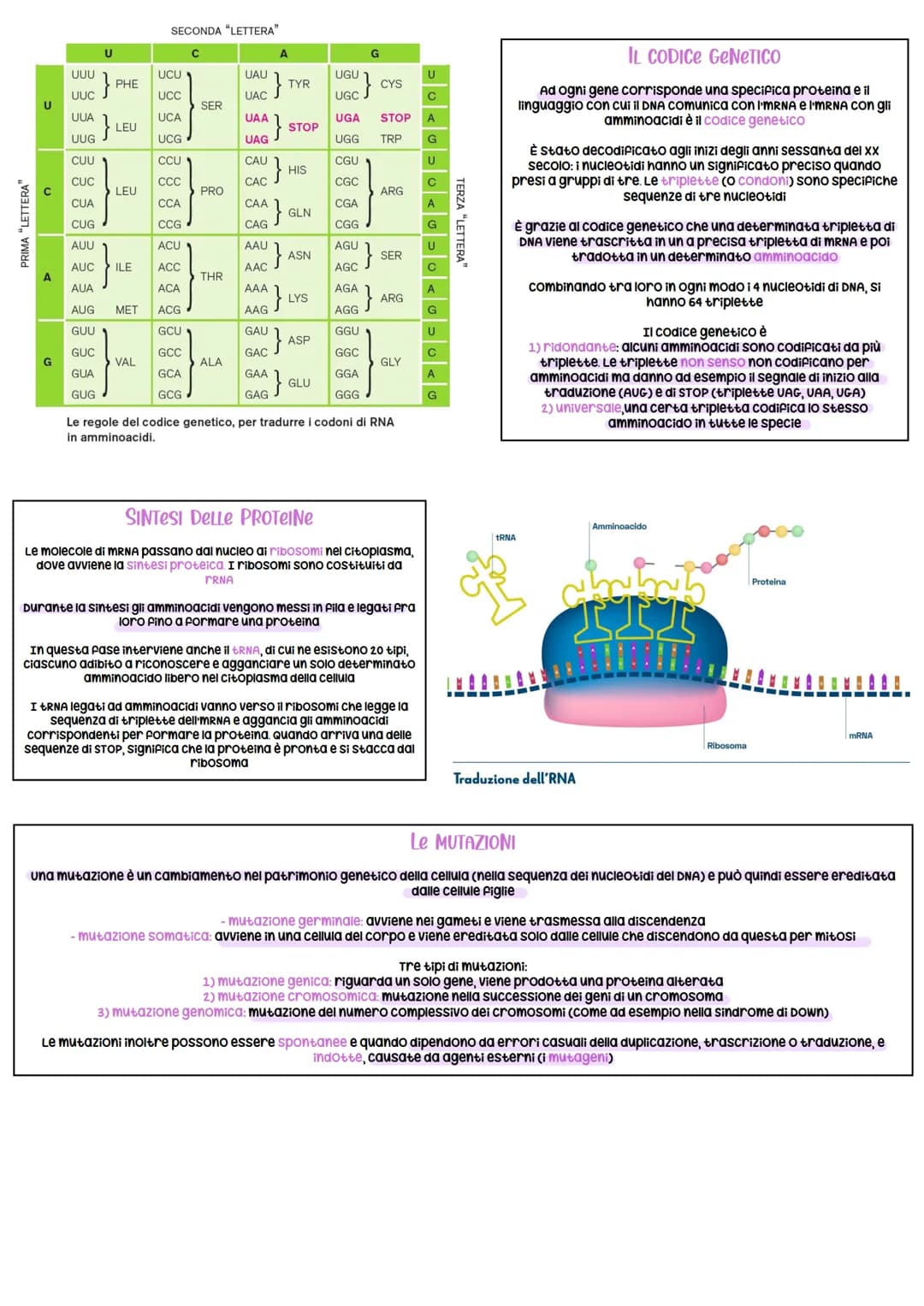 Cellula
Nucleo Cromosoma
catena
originale
IL DNA
II DNA, acido desossiribonucleico, è un acido nucleico. È una lunga
biomolecola formata da 