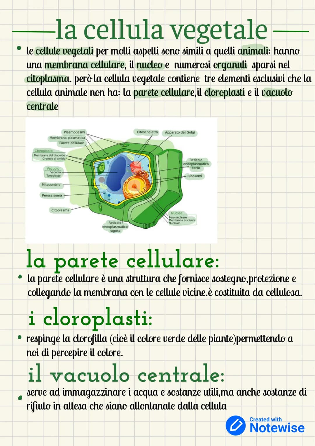 -la cellula vegetale
• le cellule vegetali per molti aspetti sono simili a quelli animali: hanno
una membrana cellulare, il nucleo e numeros