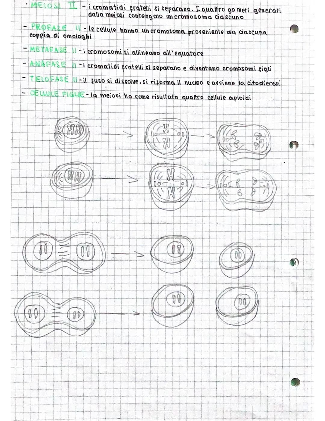 divisione
Divisione
L.
comprende la nascita di
RECUNE BO.contenenti
parti dei materiali della
cellula madre
la divisione coincide con
la rip