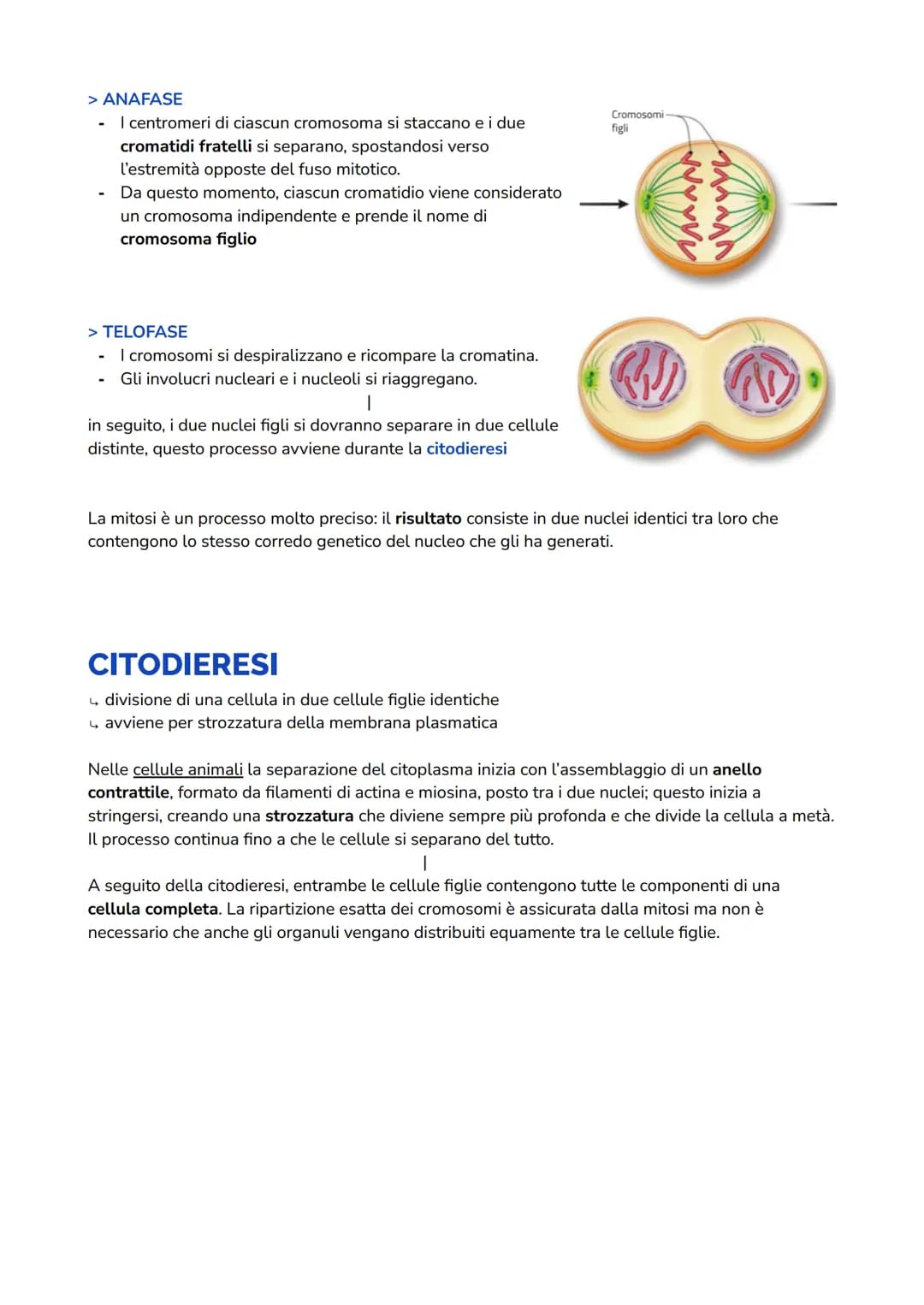 MITOSI
↳ processo durante il quale un nucleo dà origine a due
nuclei figli geneticamente identici al nucleo iniziale
> PROFASE
I cromosomi s
