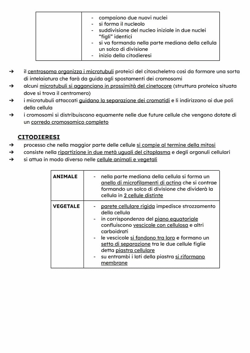 ↑
↑
DIVISIONE CELLULARE
Quando si riproducono, le cellule fanno una copia di se stesse dividendosi in due parti
dotate delle stesse componen