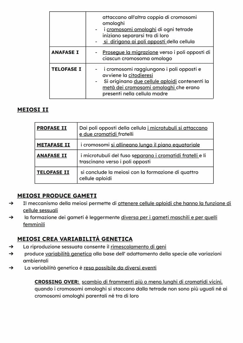 ↑
↑
DIVISIONE CELLULARE
Quando si riproducono, le cellule fanno una copia di se stesse dividendosi in due parti
dotate delle stesse componen