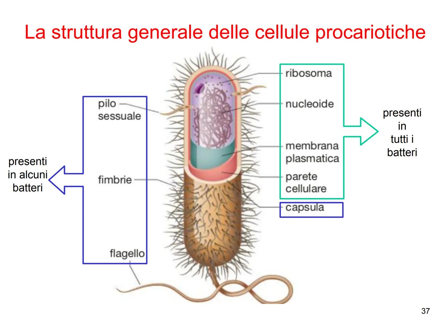 La biologia dei
batteri
33 Dimensioni, forma e aggregazioni dei batteri
Dimensioni
diametro: 0,1 - 2 µm, lunghezza: 0,1 - 10 µm
elevato rapp