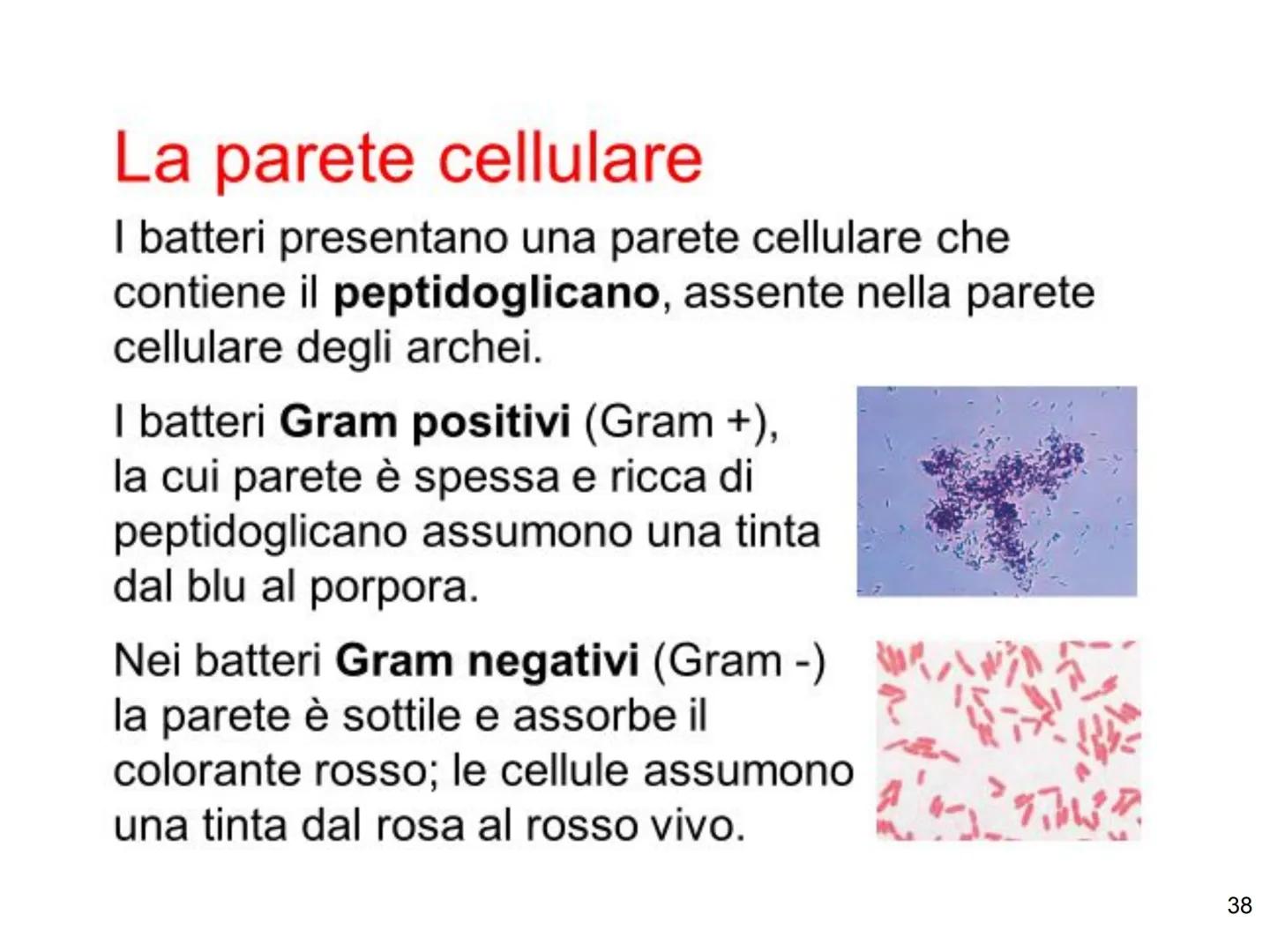 La biologia dei
batteri
33 Dimensioni, forma e aggregazioni dei batteri
Dimensioni
diametro: 0,1 - 2 µm, lunghezza: 0,1 - 10 µm
elevato rapp