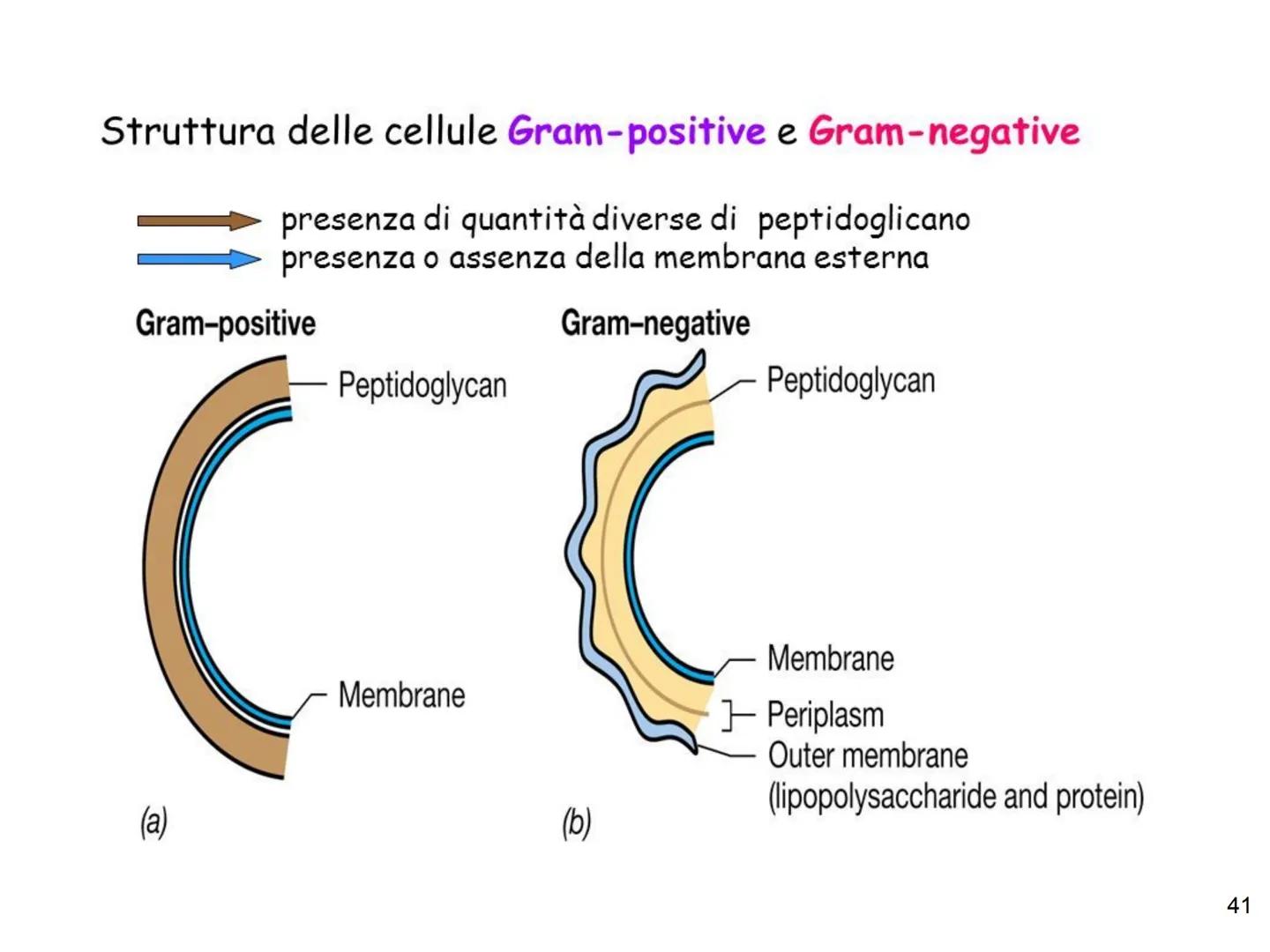 La biologia dei
batteri
33 Dimensioni, forma e aggregazioni dei batteri
Dimensioni
diametro: 0,1 - 2 µm, lunghezza: 0,1 - 10 µm
elevato rapp