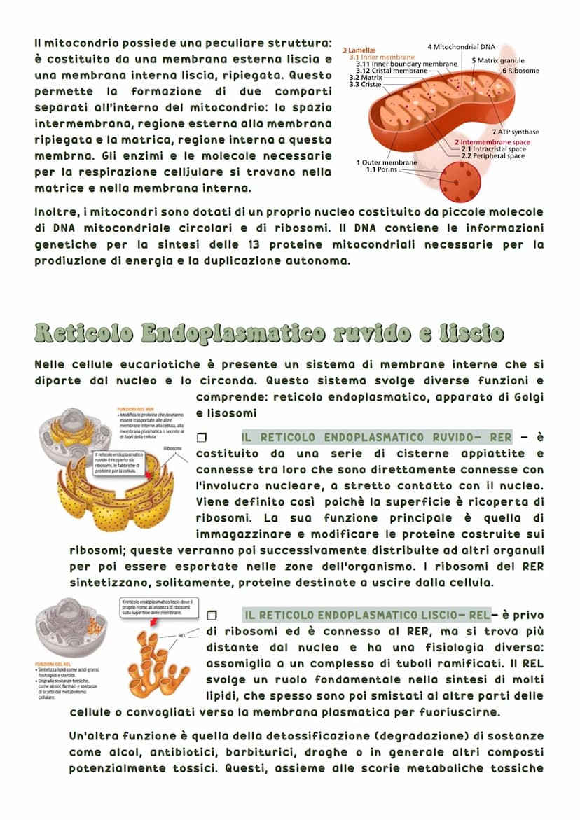 La biosfera è la parte del pianeta terrestre in cui vivono tutte le forma di vita.
Tutti gli esseri viventi hanno delle caratteristiche in
c