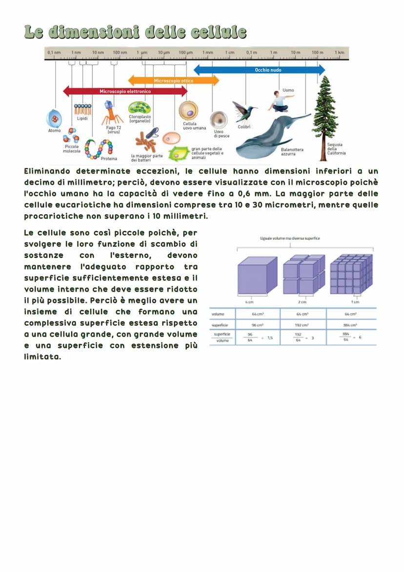 La biosfera è la parte del pianeta terrestre in cui vivono tutte le forma di vita.
Tutti gli esseri viventi hanno delle caratteristiche in
c