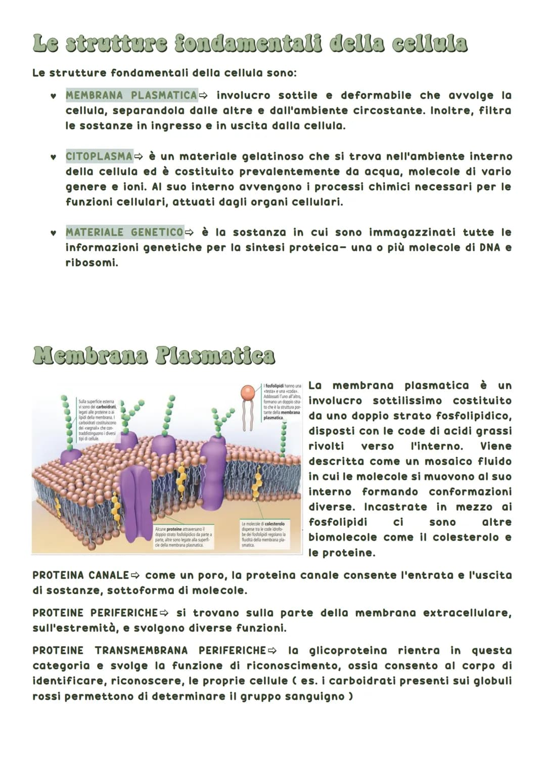 La biosfera è la parte del pianeta terrestre in cui vivono tutte le forma di vita.
Tutti gli esseri viventi hanno delle caratteristiche in
c