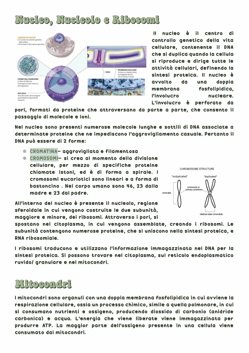 La biosfera è la parte del pianeta terrestre in cui vivono tutte le forma di vita.
Tutti gli esseri viventi hanno delle caratteristiche in
c