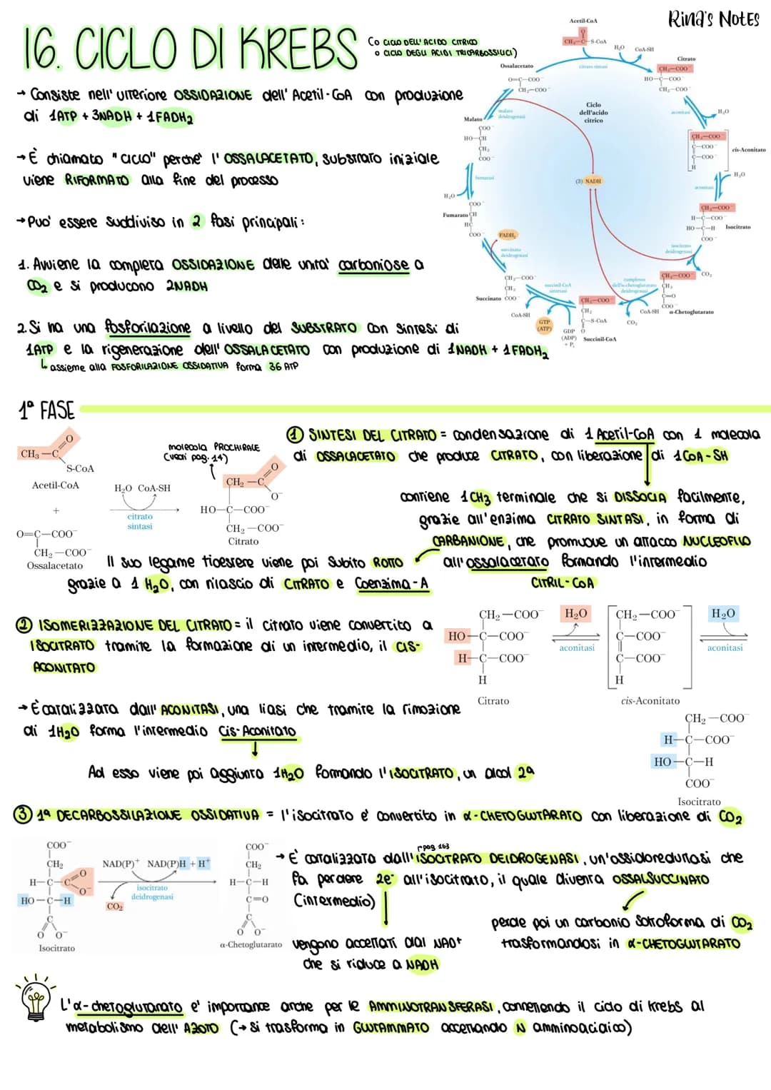 16. CICLO DI KREBS
Consiste nell' ulteriore OSSIDAZIONE dell' Acetil-CoA con produzione
di 1ATP+3NADH + 1FADH2
→È chiamato "acco" perche' l'