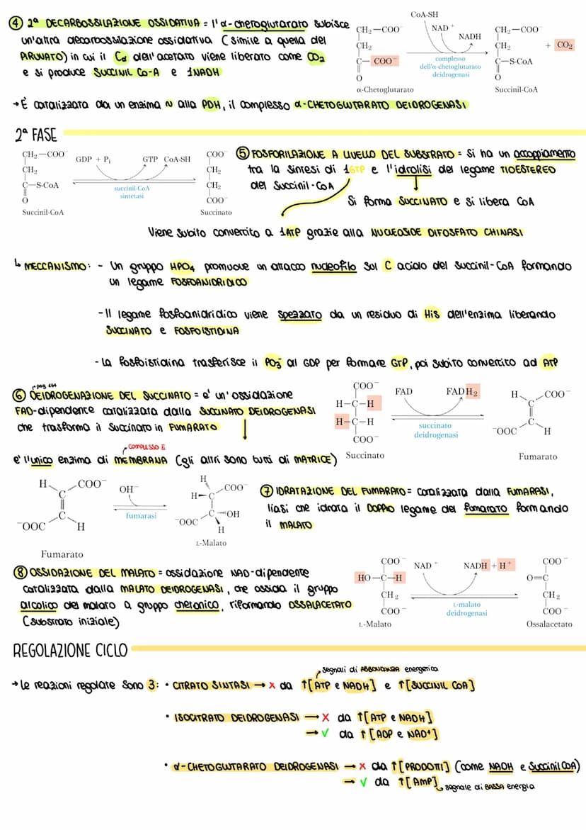 16. CICLO DI KREBS
Consiste nell' ulteriore OSSIDAZIONE dell' Acetil-CoA con produzione
di 1ATP+3NADH + 1FADH2
→È chiamato "acco" perche' l'