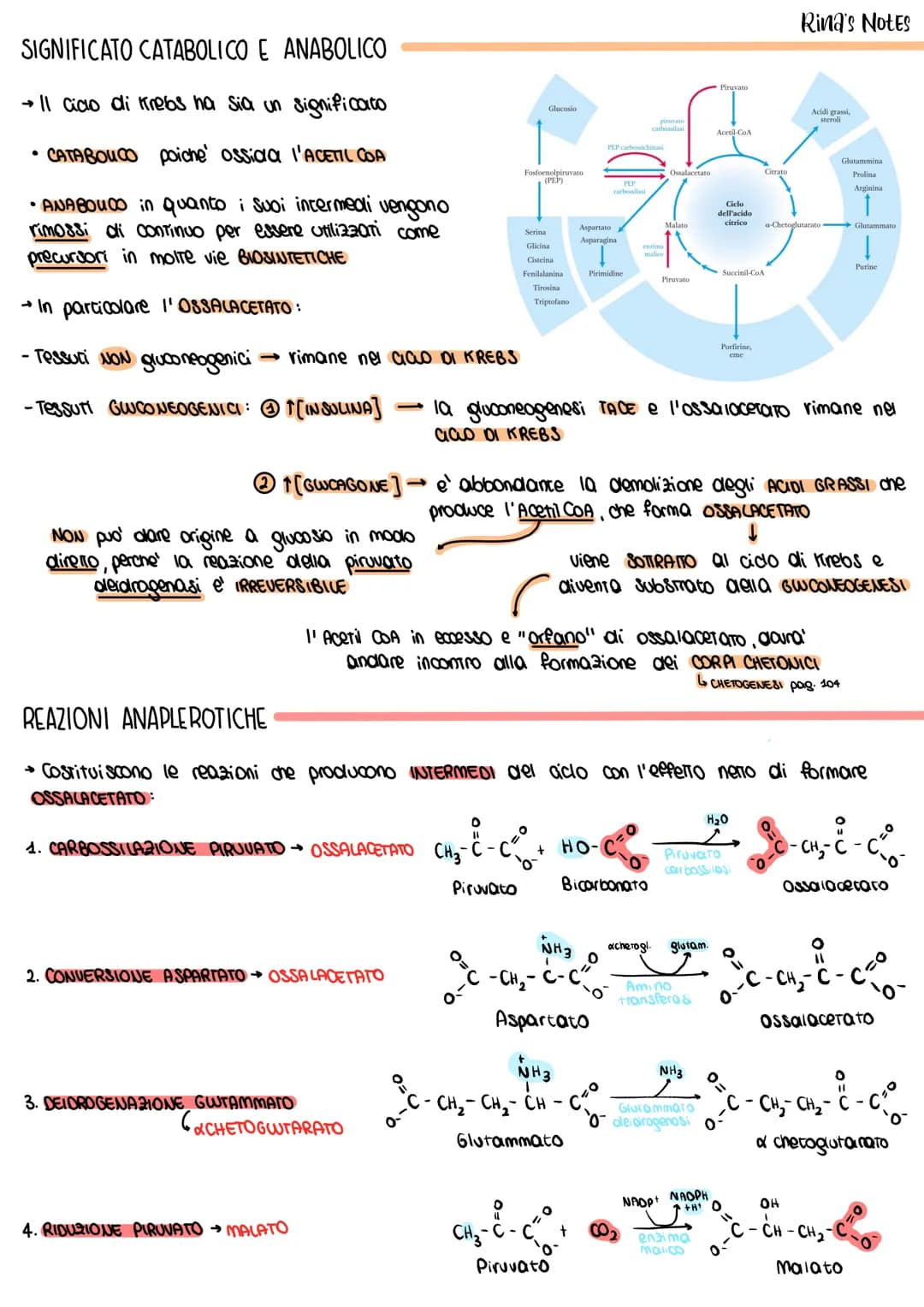 16. CICLO DI KREBS
Consiste nell' ulteriore OSSIDAZIONE dell' Acetil-CoA con produzione
di 1ATP+3NADH + 1FADH2
→È chiamato "acco" perche' l'