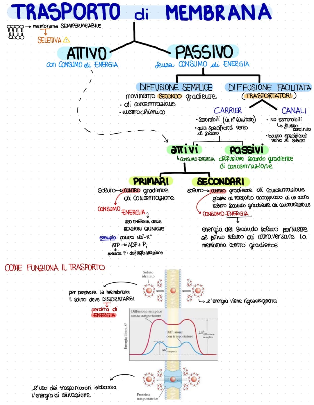 Flagello
Granulo
di cibo
CHEM
reticolo
endoplasmatico
rugoso
Ribosomi
reticolo
endoplasmatico
liscio
LA CELLULA PROCARIOTE
NUCIED PRIMITIVO 