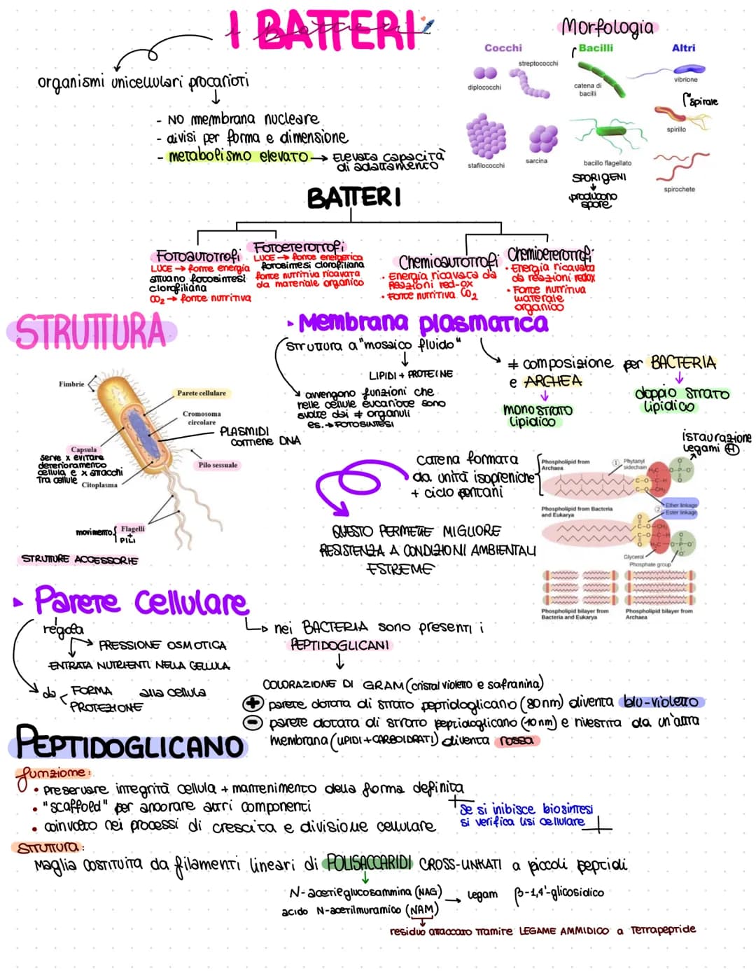 Flagello
Granulo
di cibo
CHEM
reticolo
endoplasmatico
rugoso
Ribosomi
reticolo
endoplasmatico
liscio
LA CELLULA PROCARIOTE
NUCIED PRIMITIVO 