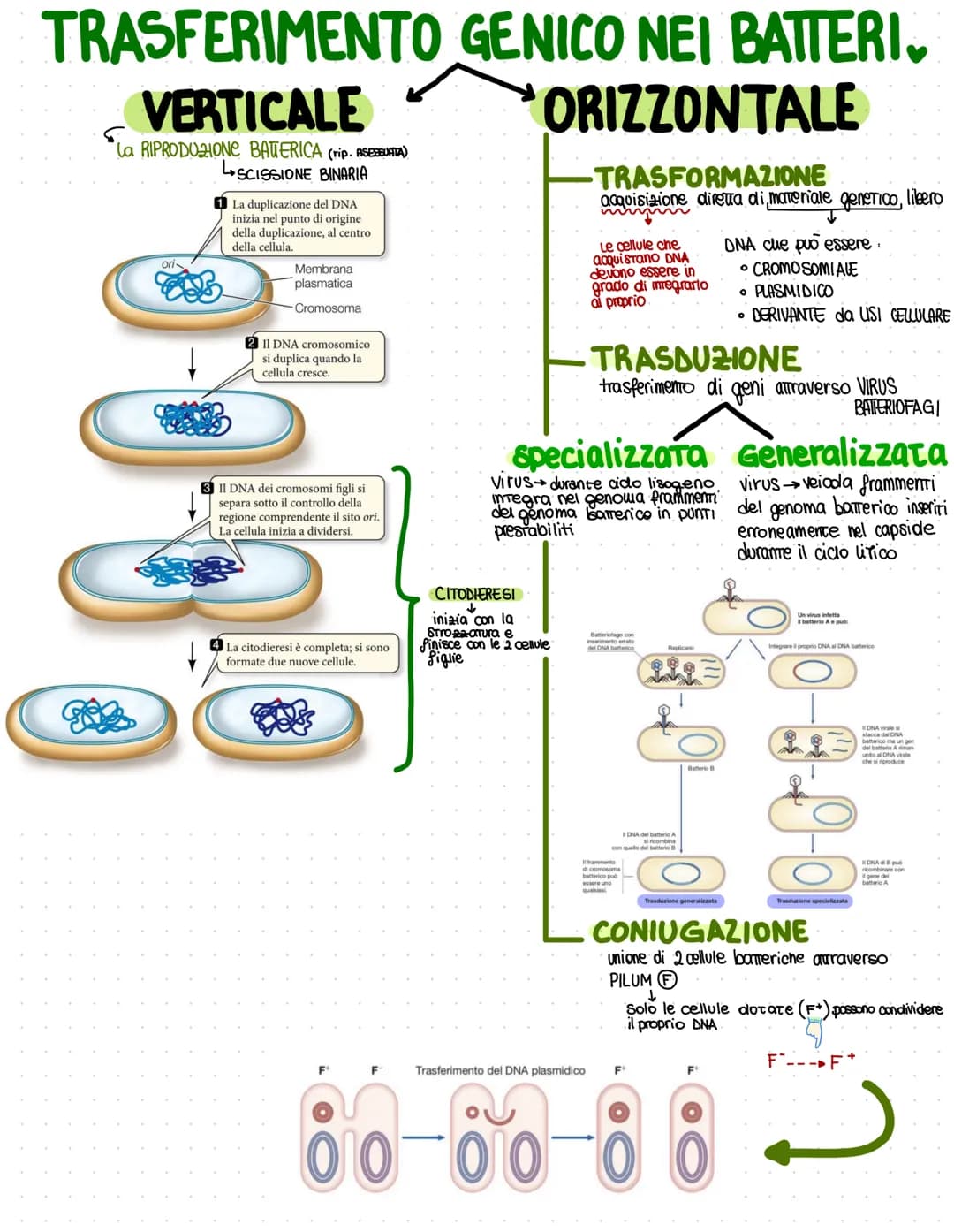 Flagello
Granulo
di cibo
CHEM
reticolo
endoplasmatico
rugoso
Ribosomi
reticolo
endoplasmatico
liscio
LA CELLULA PROCARIOTE
NUCIED PRIMITIVO 