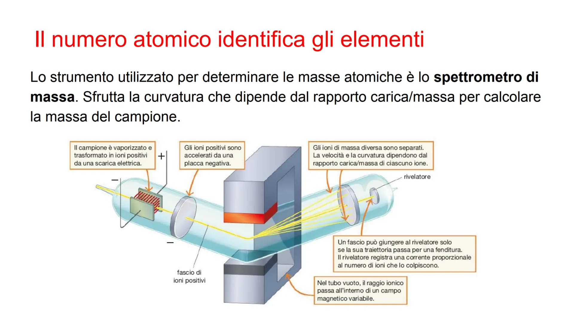 Il numero atomico identifica
gli elementi
Il numero di protoni presenti nel nucleo di un atomo si
chiama numero atomico (Z). Se l'atomo è ne