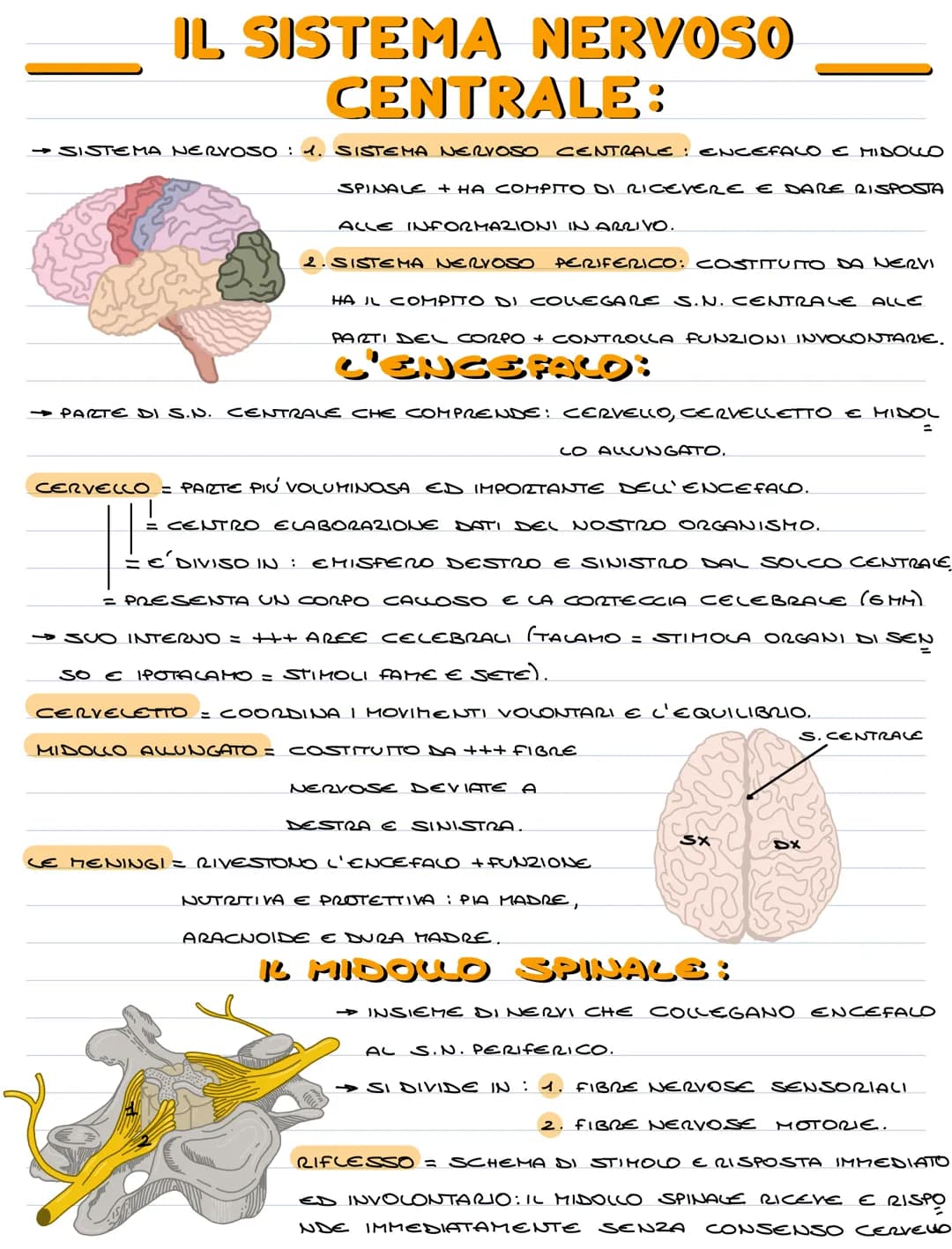 IL SISTEMA NERVOSO
→ SISTEMA NERVOSO = CONTROLLA TUTTE LE FUNZIONI ED ATTIVITA' DELL'ORGANISMO
→ NEURONE = CELLULA DEL TESSUTO NERVOSO, SPEC