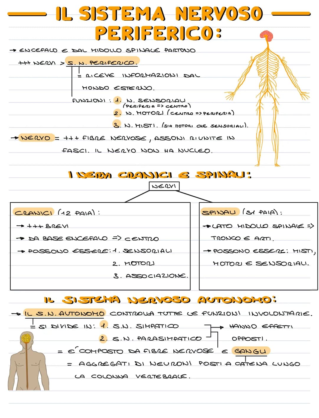 IL SISTEMA NERVOSO
→ SISTEMA NERVOSO = CONTROLLA TUTTE LE FUNZIONI ED ATTIVITA' DELL'ORGANISMO
→ NEURONE = CELLULA DEL TESSUTO NERVOSO, SPEC
