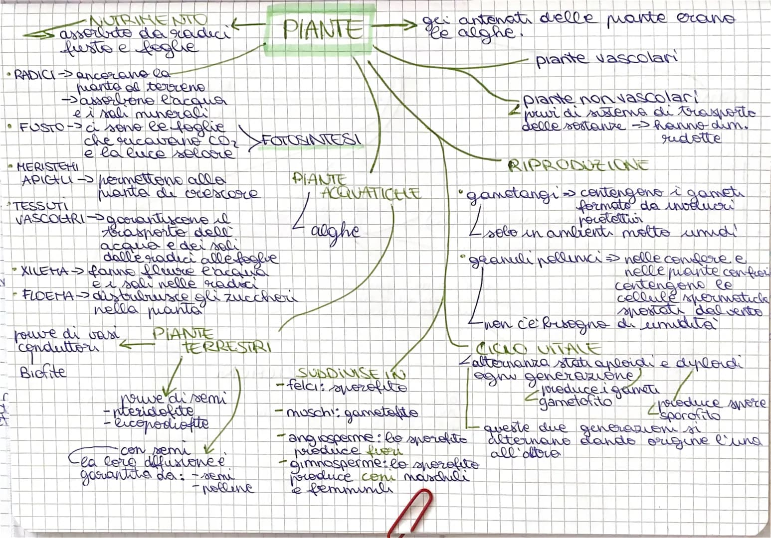 organismi eucarioti
(perlopun unicellular)
K
i proteste rucavano nutrimento
in modi
molto diversi
↓
alghe
autotrofi
protozoi
fanno la
fotosi