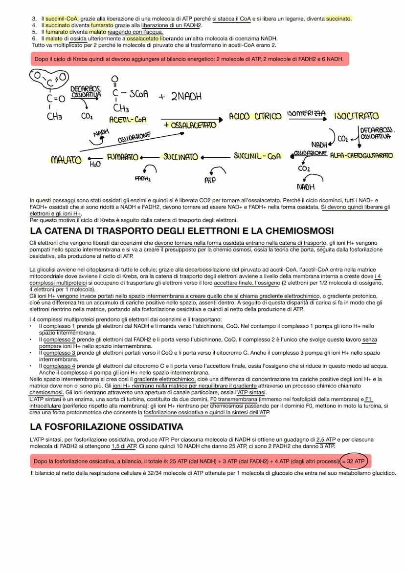 LA BIOCHIMICA
INTRODUZIONE
Nel complesso mondo degli organismi viventi sono presenti molti tipi di macromolecole, ma gli elementi che le cos
