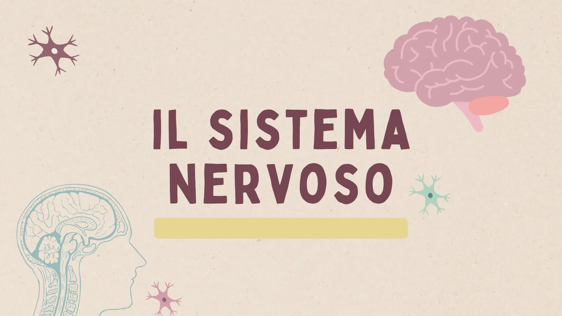 IL SISTEMA
NERVOSO * ARGOMENTI
LE GENERALITÀ
Che cos'è il sitema nervoso,
come é composto e da cosa,
L'IMPULSO NERVOSO
L'origine e la propag