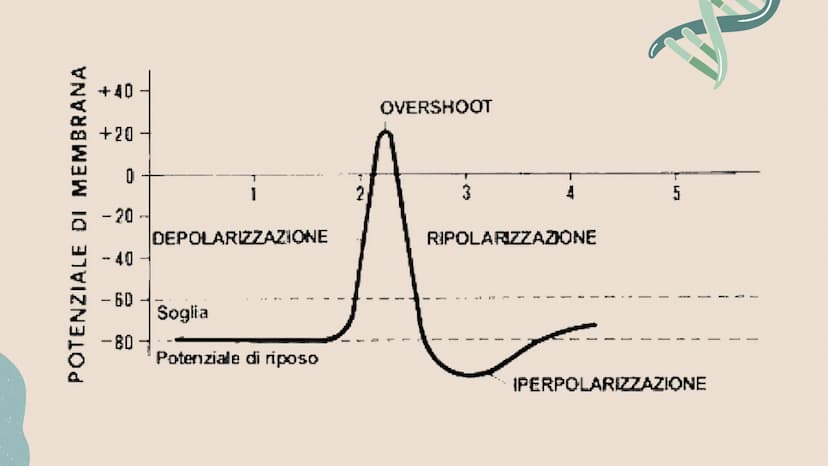 IL SISTEMA
NERVOSO * ARGOMENTI
LE GENERALITÀ
Che cos'è il sitema nervoso,
come é composto e da cosa,
L'IMPULSO NERVOSO
L'origine e la propag