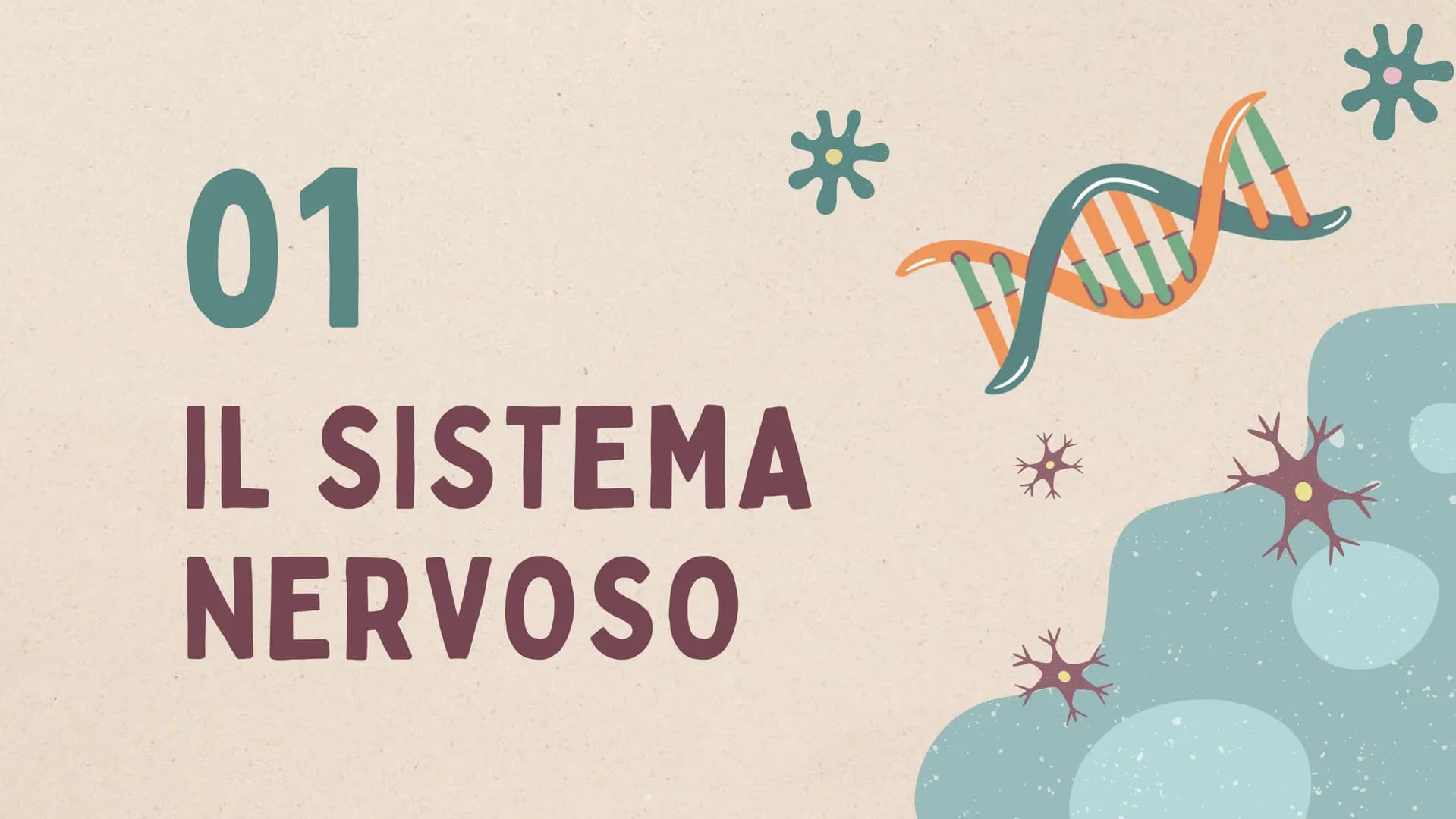 IL SISTEMA
NERVOSO * ARGOMENTI
LE GENERALITÀ
Che cos'è il sitema nervoso,
come é composto e da cosa,
L'IMPULSO NERVOSO
L'origine e la propag