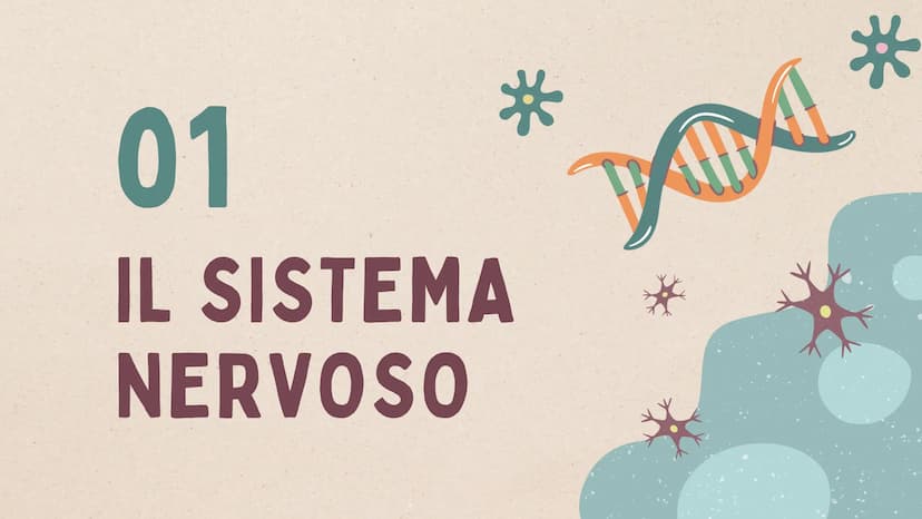 IL SISTEMA
NERVOSO * ARGOMENTI
LE GENERALITÀ
Che cos'è il sitema nervoso,
come é composto e da cosa,
L'IMPULSO NERVOSO
L'origine e la propag