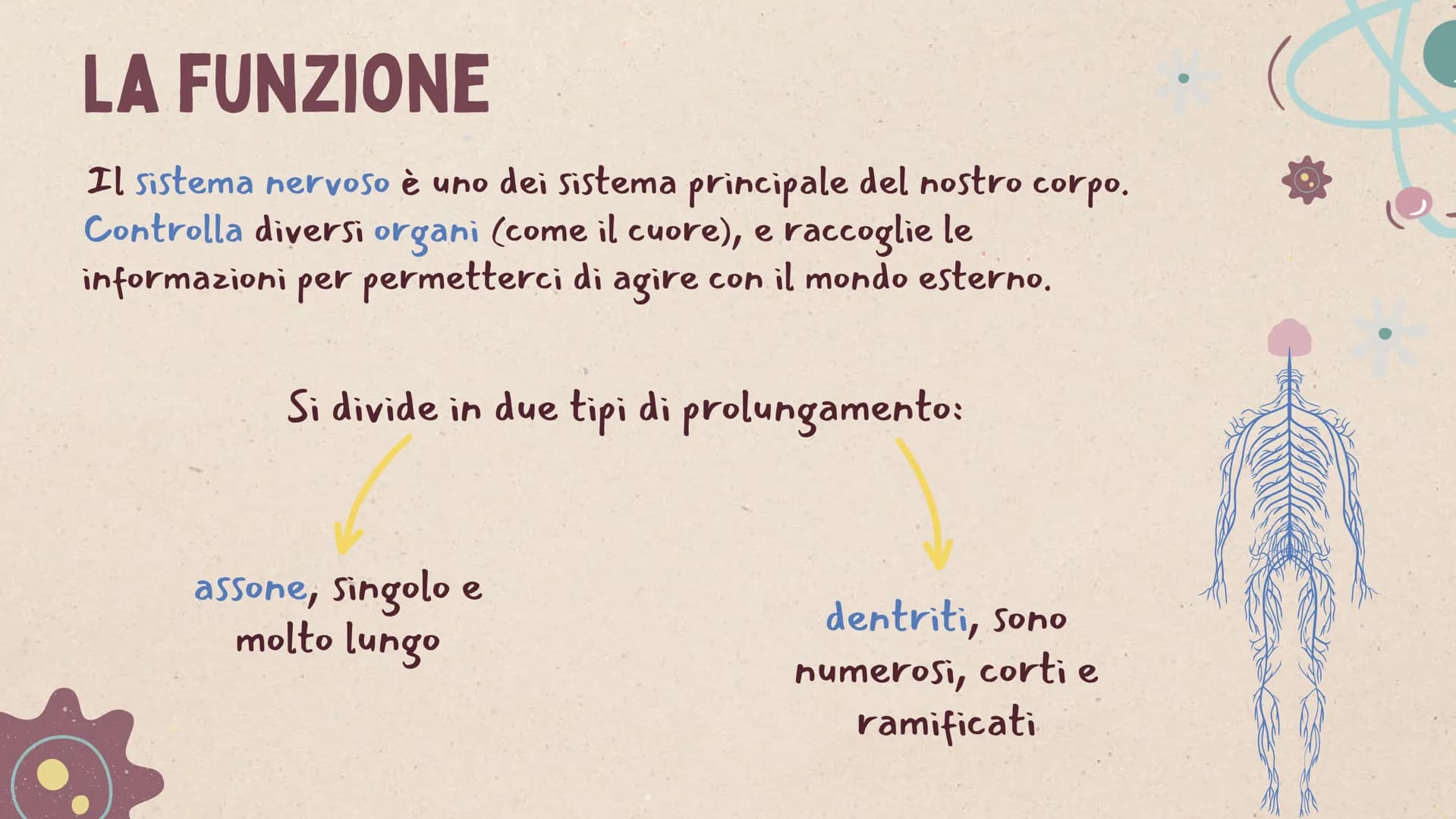 IL SISTEMA
NERVOSO * ARGOMENTI
LE GENERALITÀ
Che cos'è il sitema nervoso,
come é composto e da cosa,
L'IMPULSO NERVOSO
L'origine e la propag