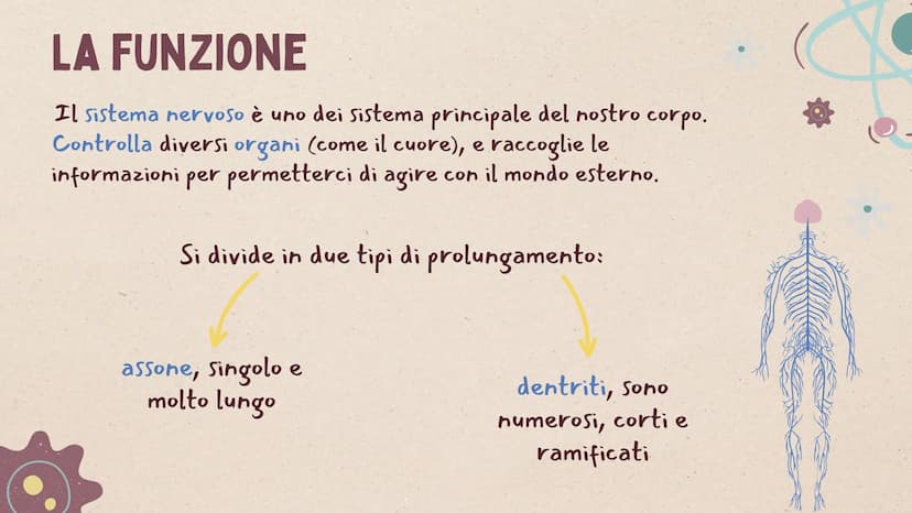 IL SISTEMA
NERVOSO * ARGOMENTI
LE GENERALITÀ
Che cos'è il sitema nervoso,
come é composto e da cosa,
L'IMPULSO NERVOSO
L'origine e la propag