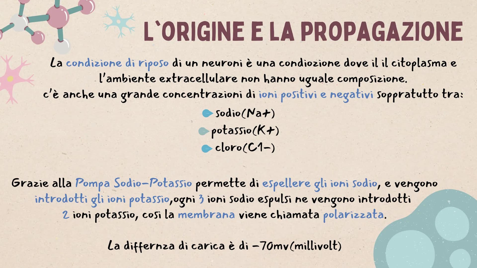 IL SISTEMA
NERVOSO * ARGOMENTI
LE GENERALITÀ
Che cos'è il sitema nervoso,
come é composto e da cosa,
L'IMPULSO NERVOSO
L'origine e la propag