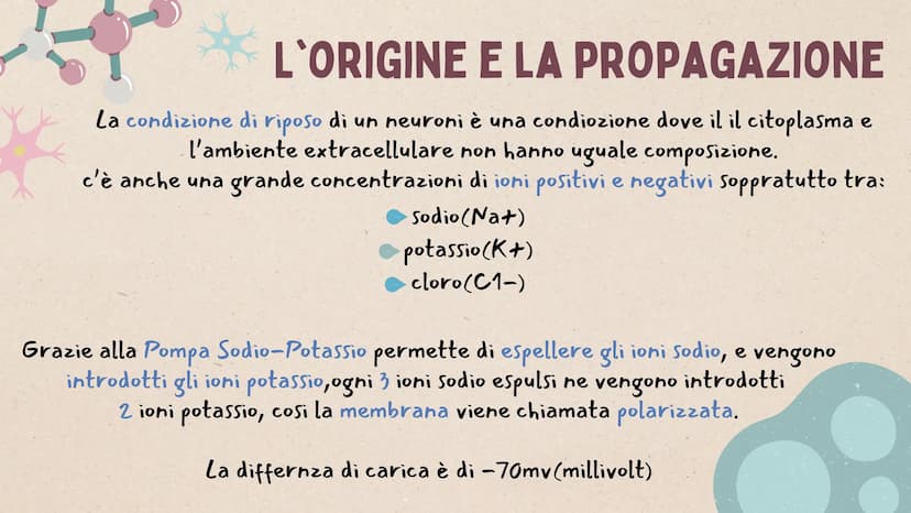 IL SISTEMA
NERVOSO * ARGOMENTI
LE GENERALITÀ
Che cos'è il sitema nervoso,
come é composto e da cosa,
L'IMPULSO NERVOSO
L'origine e la propag