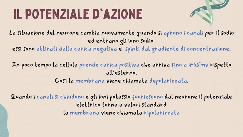 IL SISTEMA
NERVOSO * ARGOMENTI
LE GENERALITÀ
Che cos'è il sitema nervoso,
come é composto e da cosa,
L'IMPULSO NERVOSO
L'origine e la propag