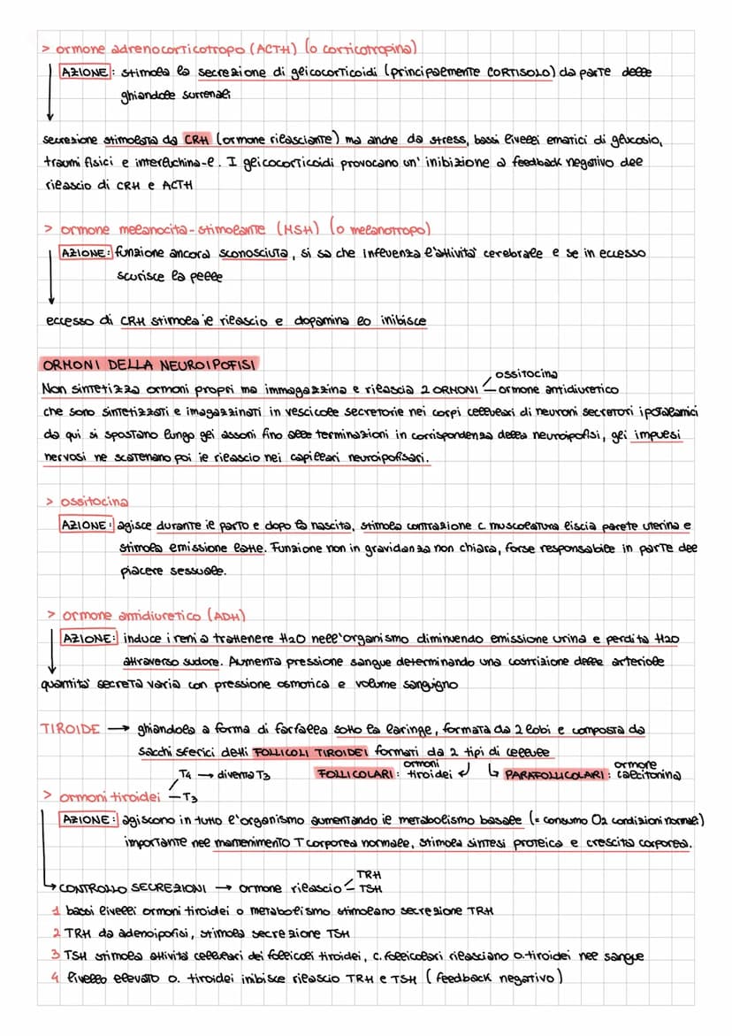 APPARATO ENDOCRINO
| formato da ghiandole e cellule secretrici presenti in organi con altre funzioni (fegato, stomaco, timo....)
rilascia or