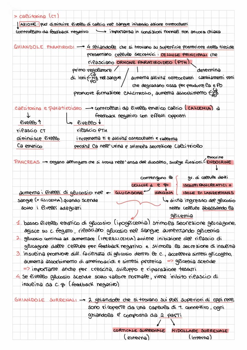 APPARATO ENDOCRINO
| formato da ghiandole e cellule secretrici presenti in organi con altre funzioni (fegato, stomaco, timo....)
rilascia or