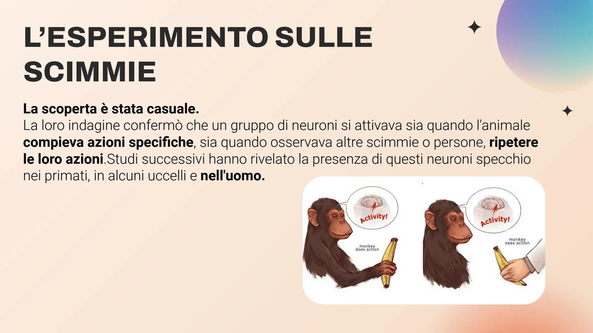 I NEURONI SPECCHIO LA SCOPERTA
Università di Parma, dipartimento di neuroscienze
Giacomo Rizzolatti e i suoi colleghi scoprirono
i neuroni s