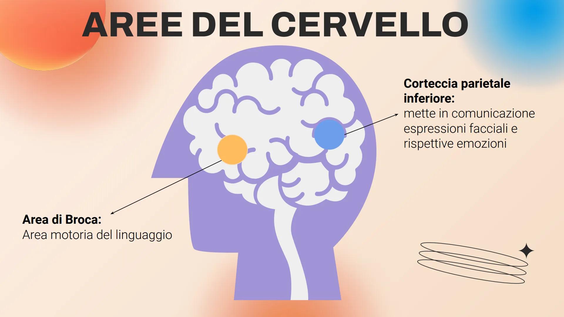 I NEURONI SPECCHIO LA SCOPERTA
Università di Parma, dipartimento di neuroscienze
Giacomo Rizzolatti e i suoi colleghi scoprirono
i neuroni s