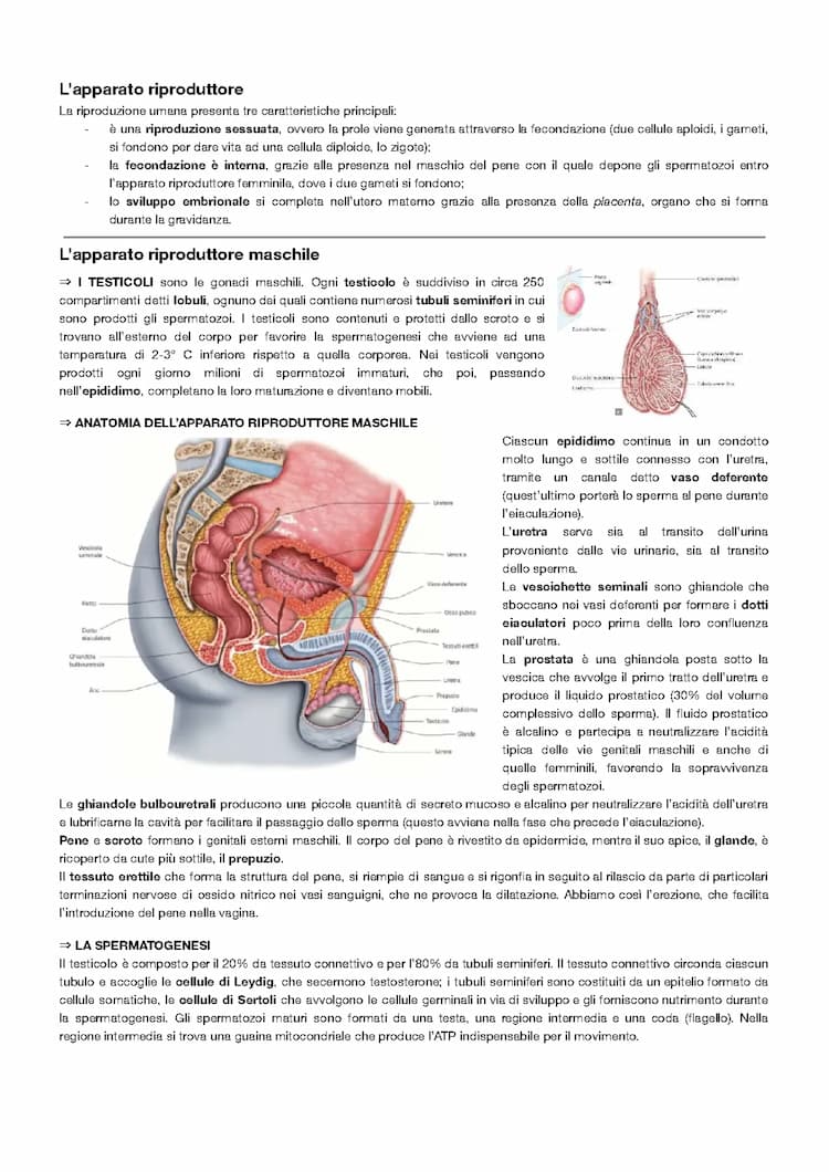 Know Apparato riproduttore maschile & femminile + riproduzione thumbnail