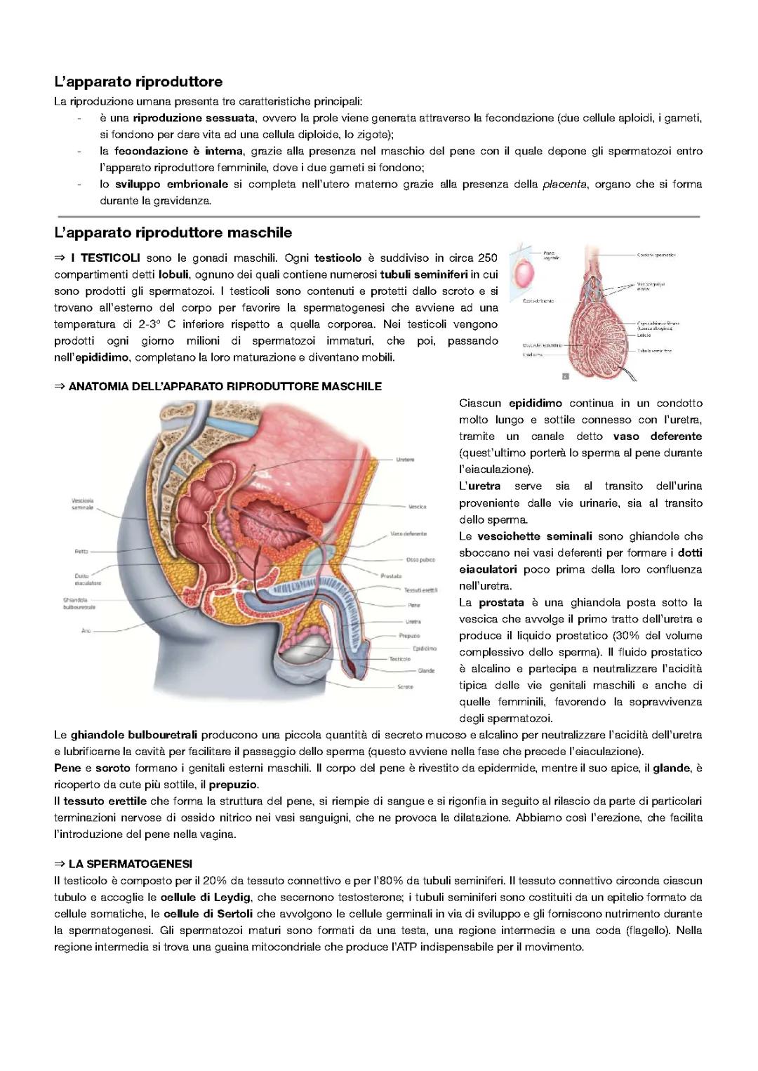 Riassunto dell'apparato riproduttore maschile e femminile: schema e spiegazioni