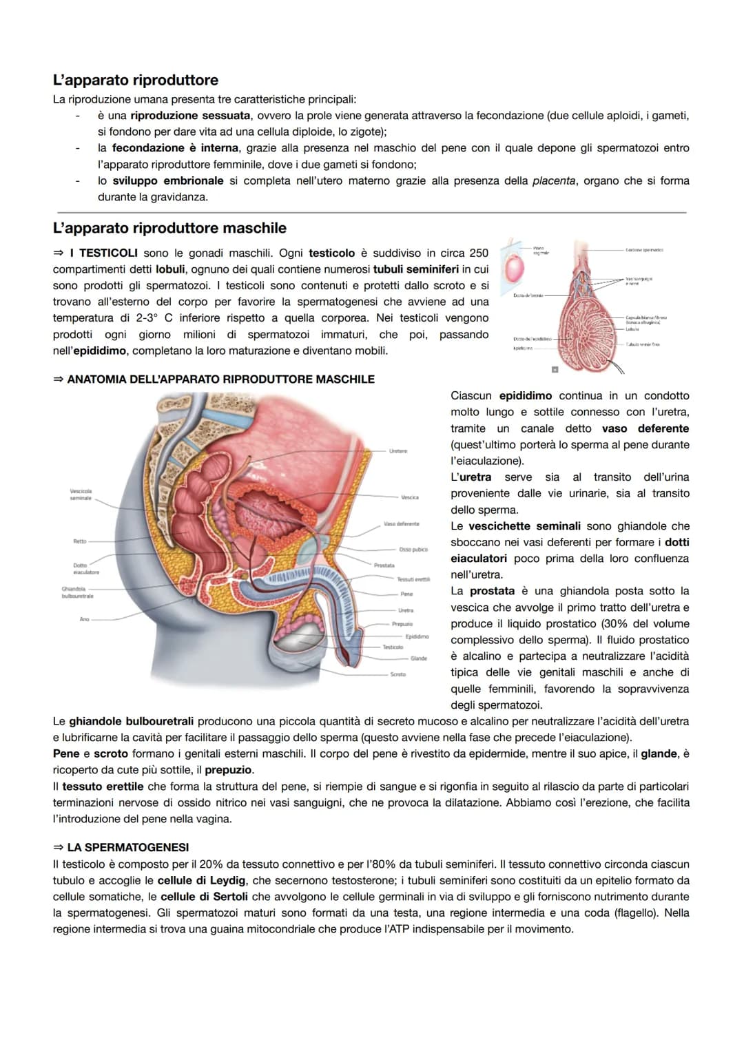 L'apparato riproduttore
La riproduzione umana presenta tre caratteristiche principali:
è una riproduzione sessuata, ovvero la prole viene ge